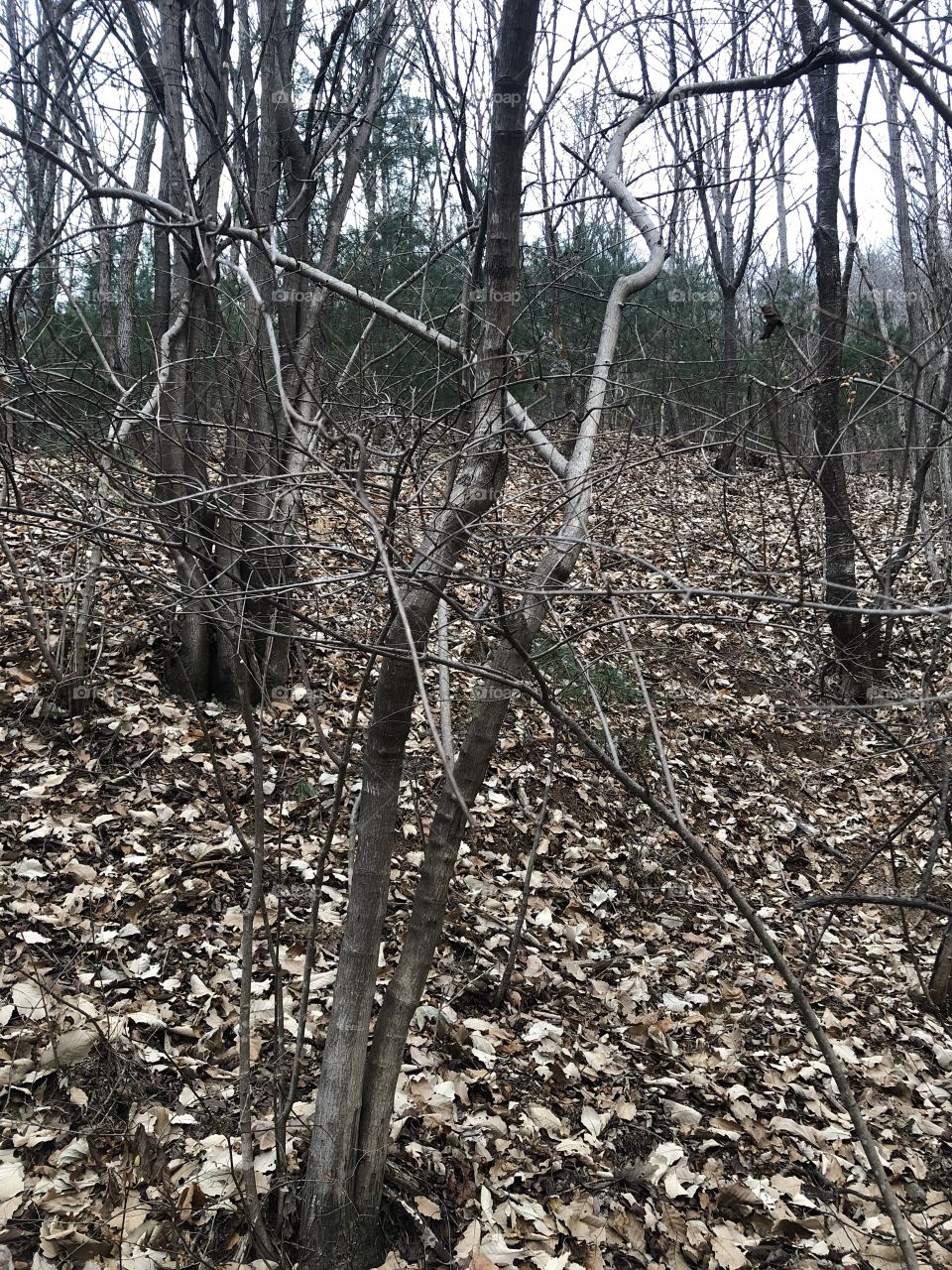 At the end of autumn, the trees have lost their leaves in Korea 2018