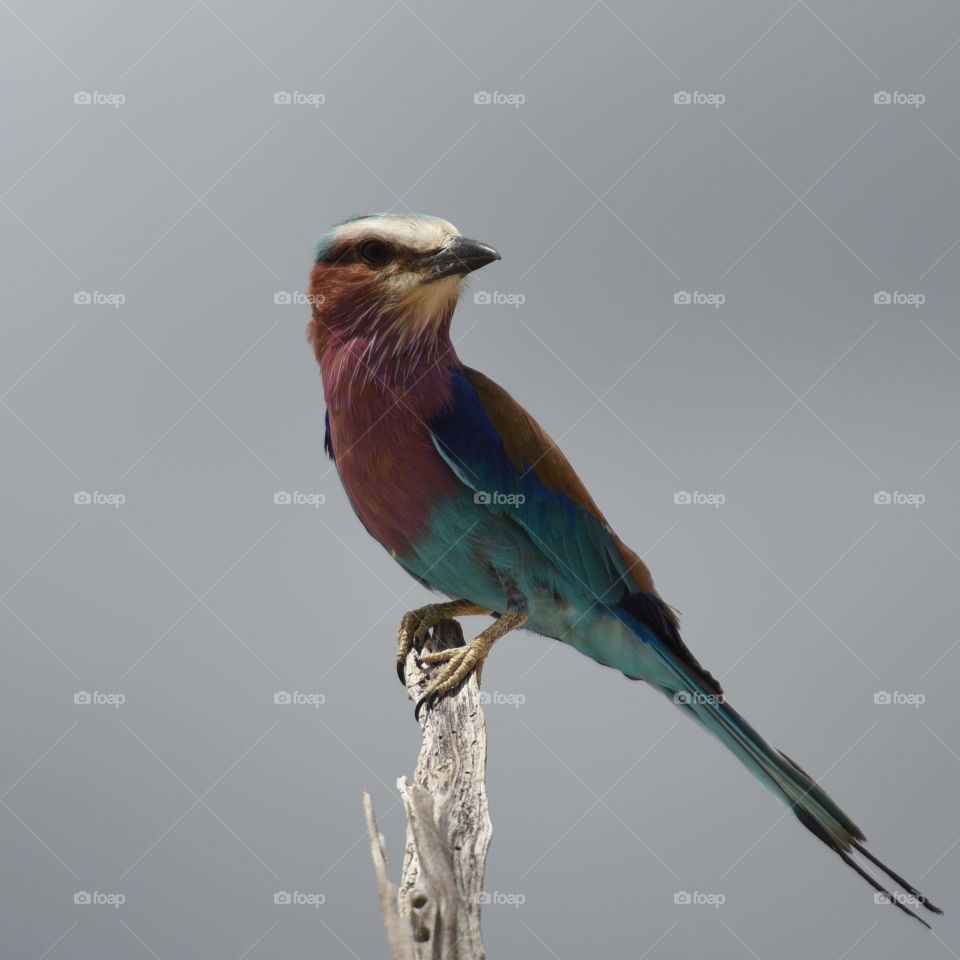 Lillac breasted roller