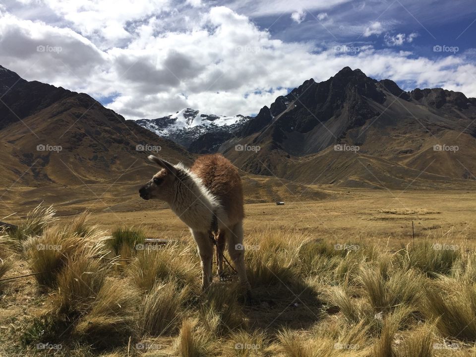 Wild alpaca roamed the land in the sacred valley in Peru 