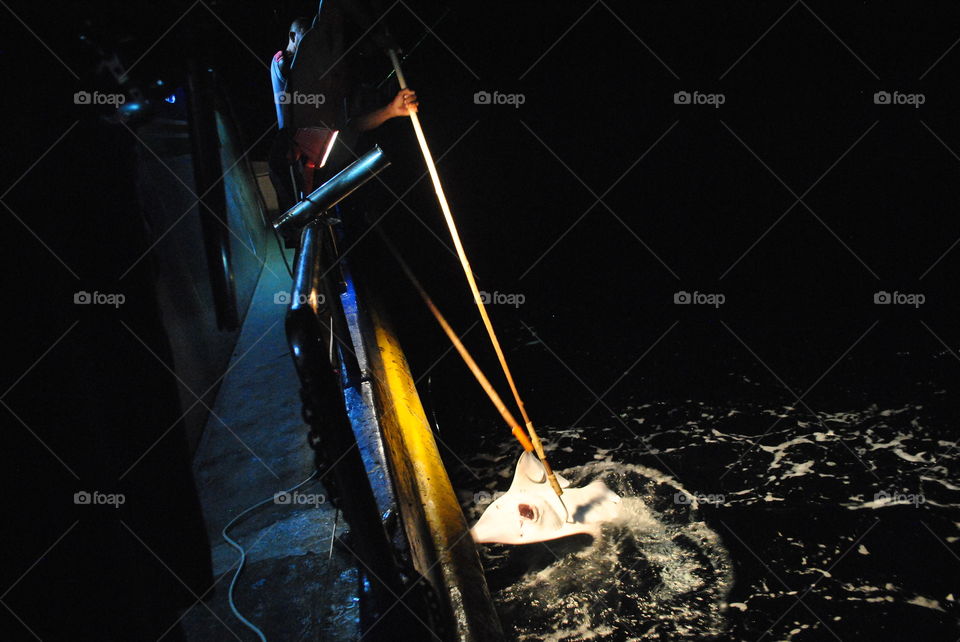 a shovel nose shark got hooked in the middle of the night