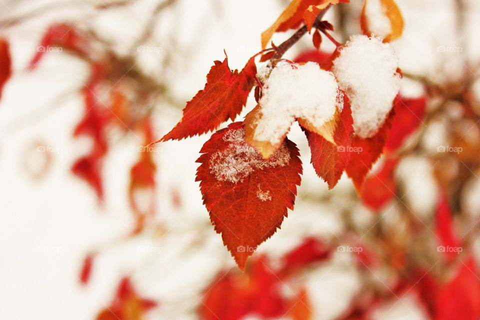 Close-up of autumn leaf