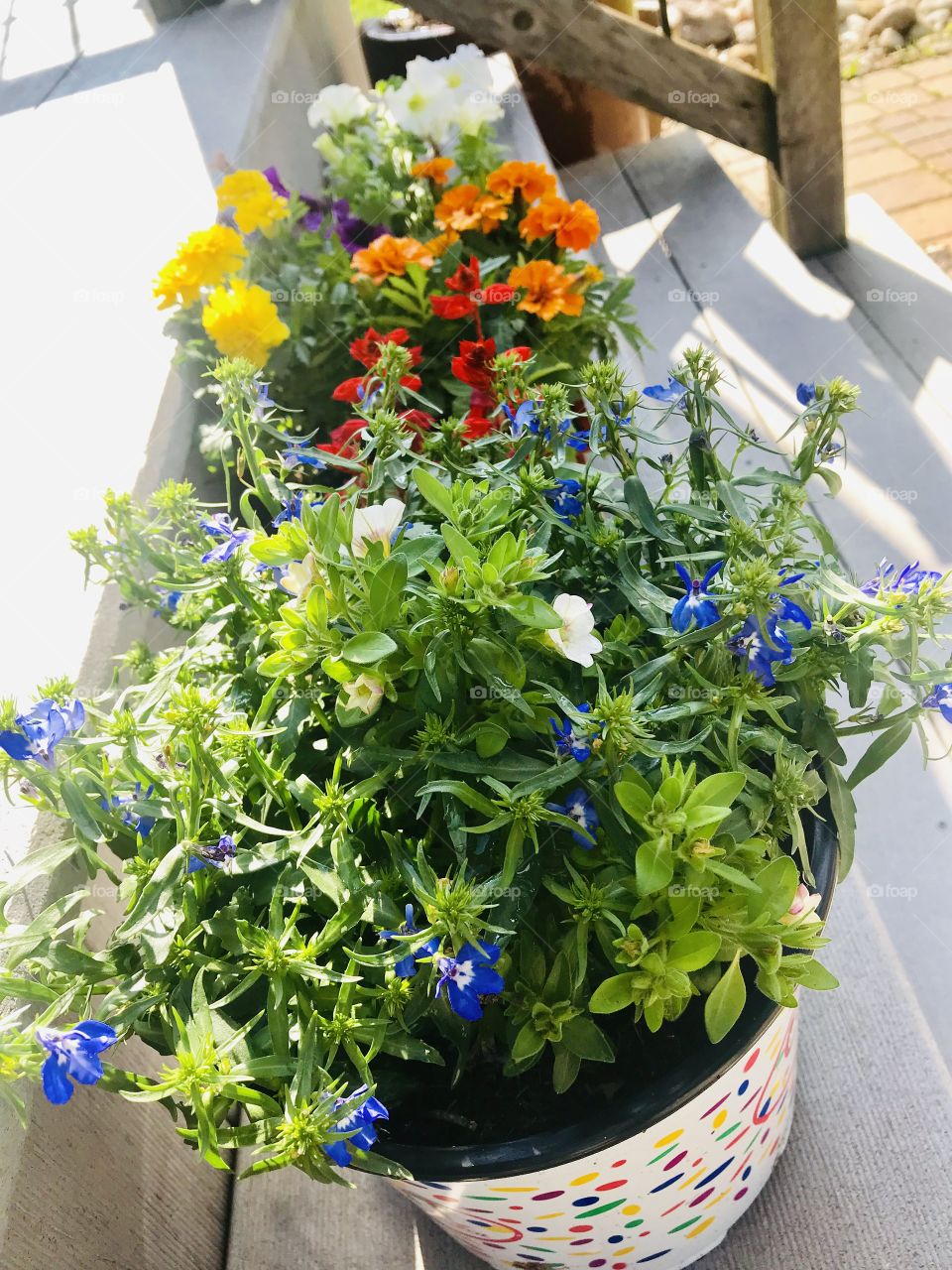 Gorgeous flowers and trees seen while walking and thoroughly enjoying all nature has to offer! 