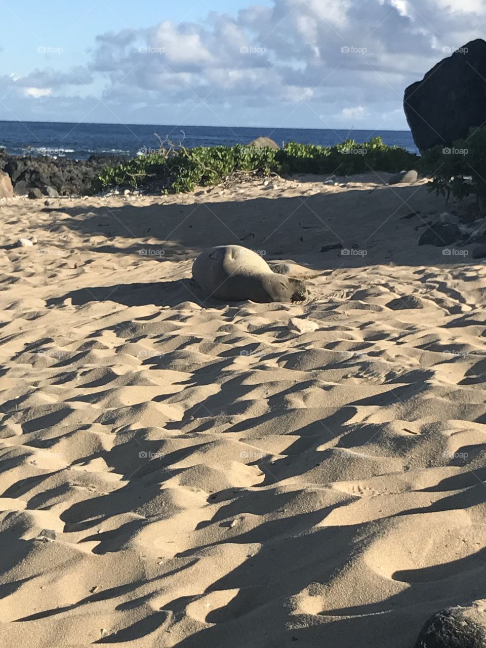 Hawaiian Monk Seal resting, Kaena Point, Oahu Hawaii