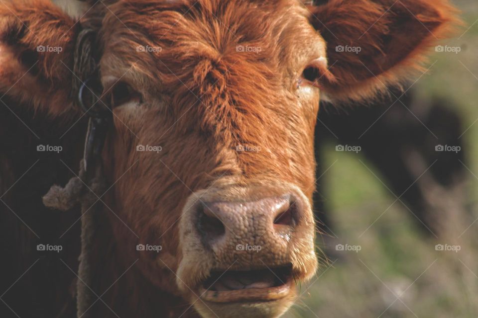 an orange furry cow chews grass with its mouth open and looks at the camera