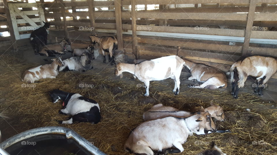 Goat Farm