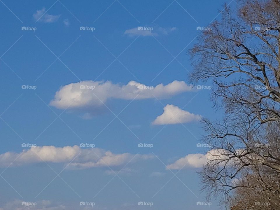 Cloudy blue sky and a unique tree