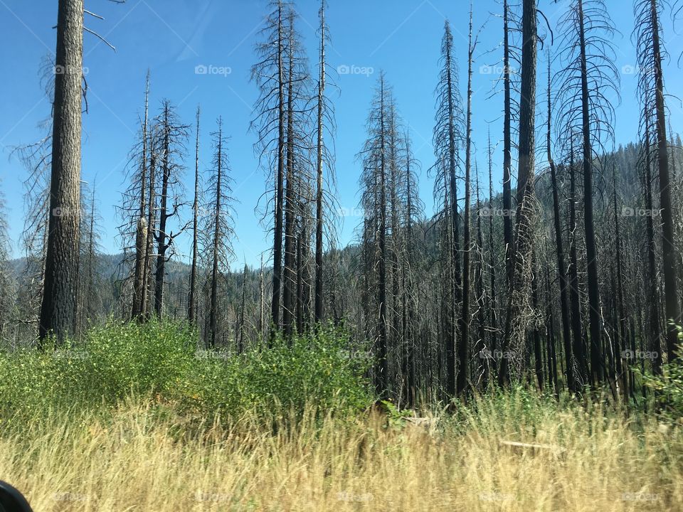Burnt forest 