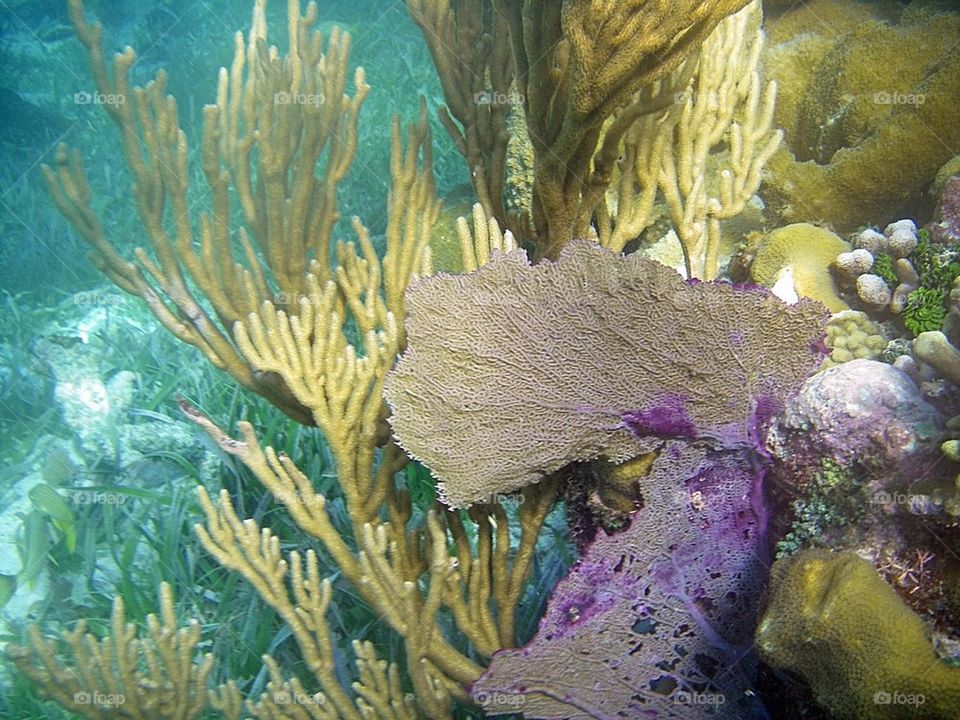 Coral Reef V