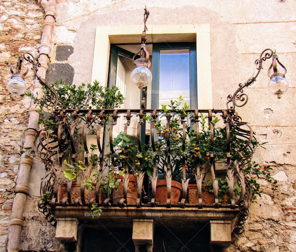 Urban plants 💚 Balcony 💚 Building 💚