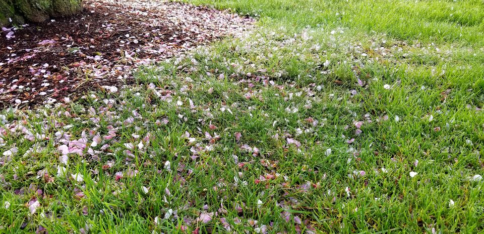 Cherry blossom petals in the grass during a beautiful spring day