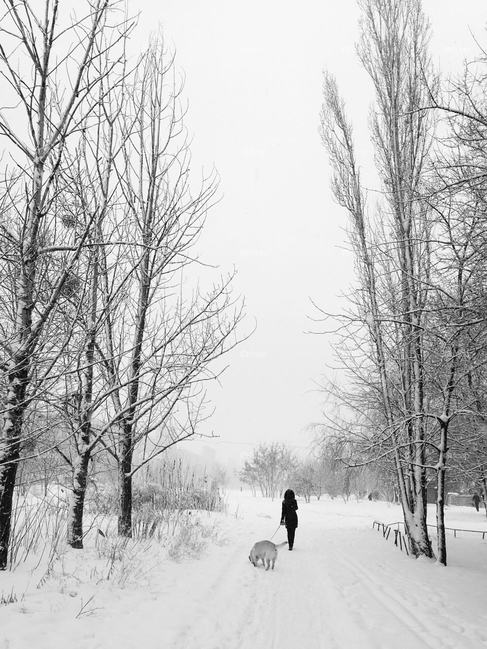 Young woman enjoying the winter weather and walking with a dog among the trees under the snow black and white 