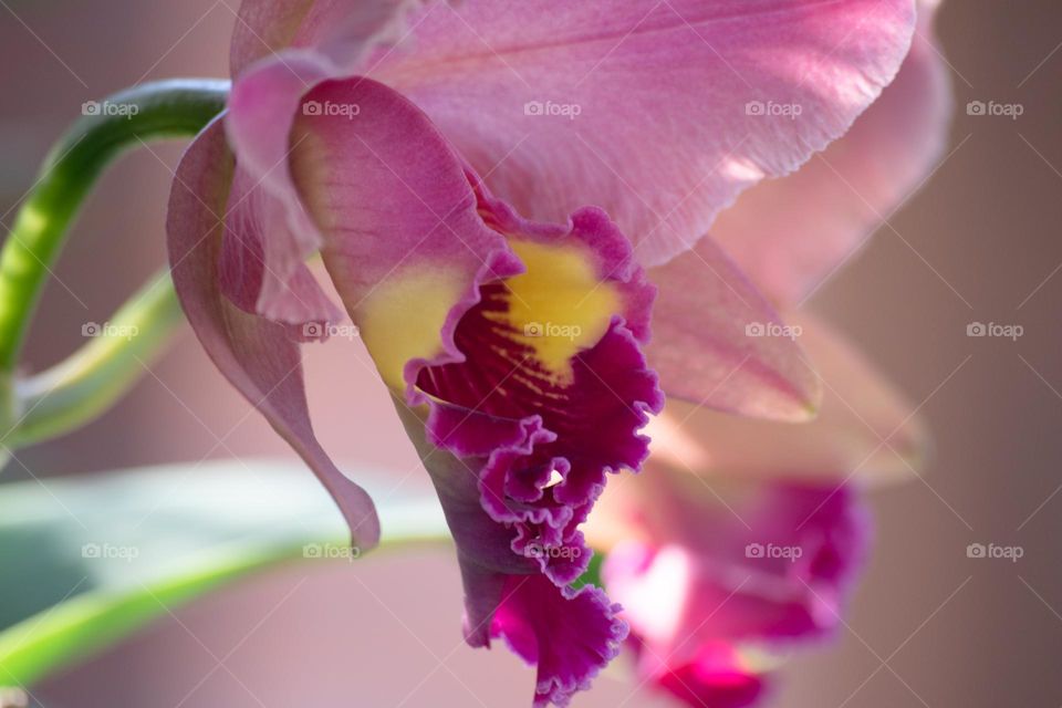 Fragrant flower/Flor perfumada.