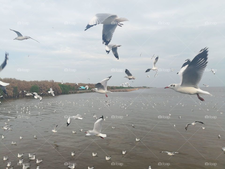 Swiftlet Gull migrated annually