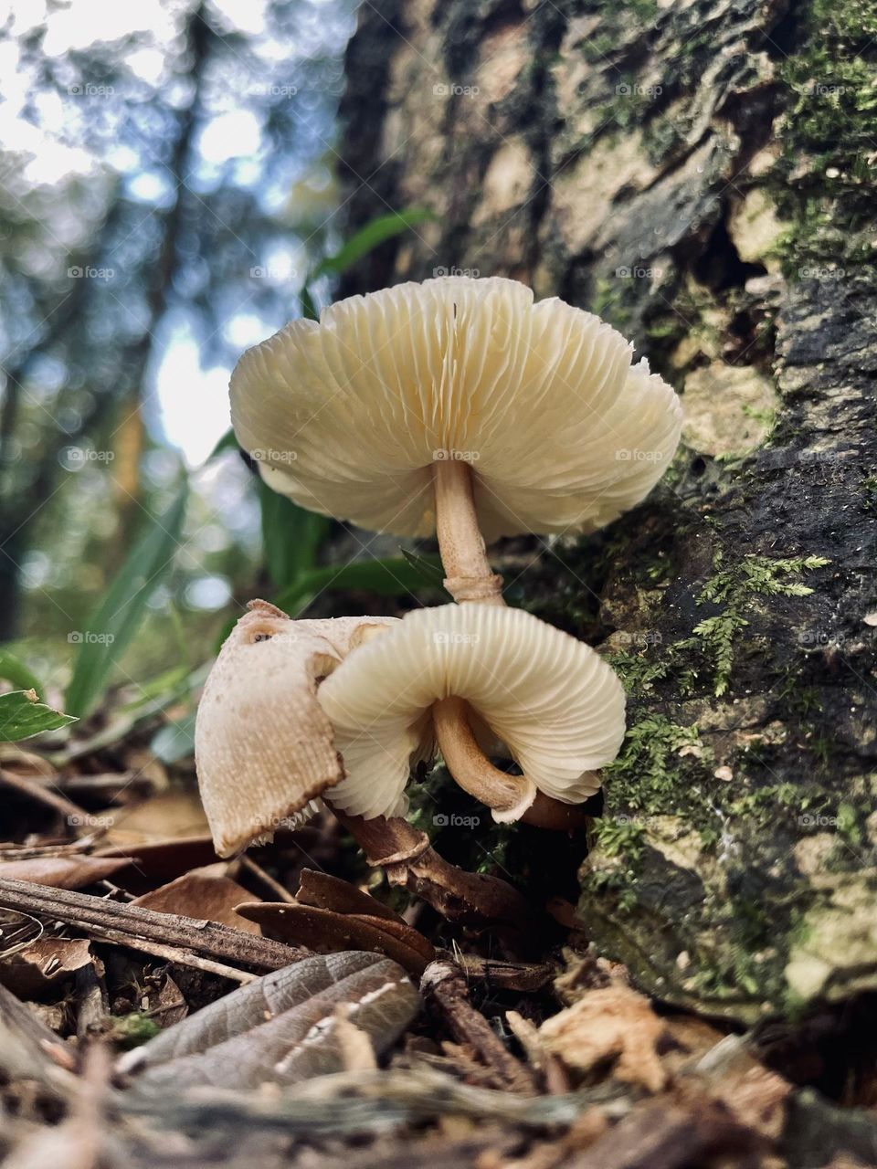 Fungus