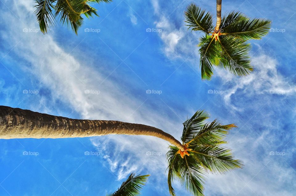 Tree, Sky, Palm, Beach, Summer