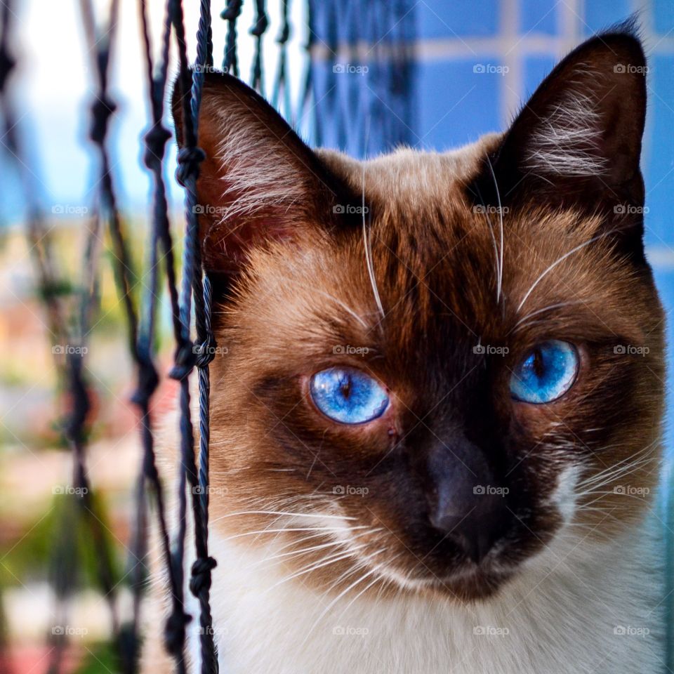 Close-up of cat with blue eyes