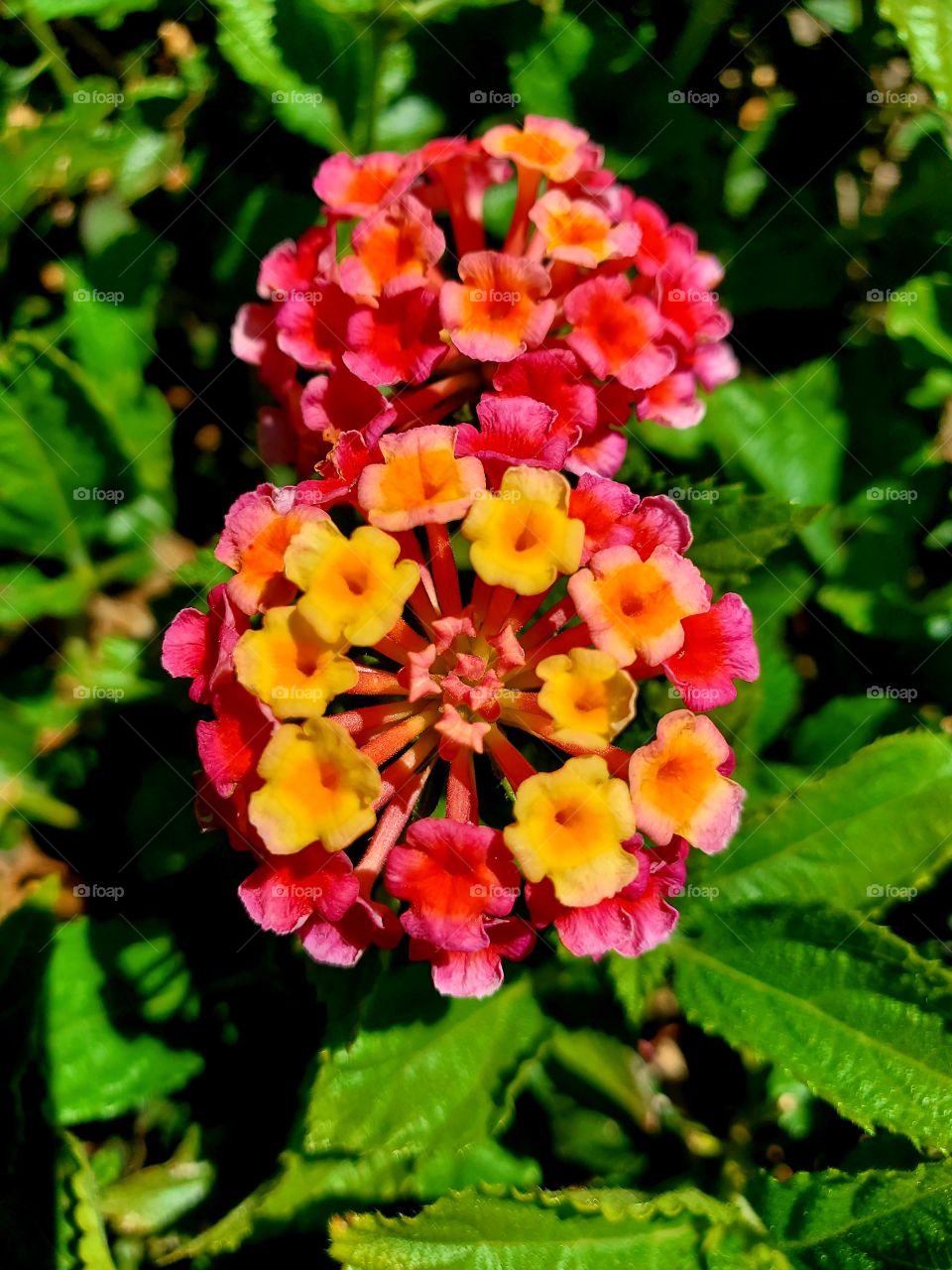 The abundant desert sun makes these brilliant flowers shine in reds, pinks and yellows.