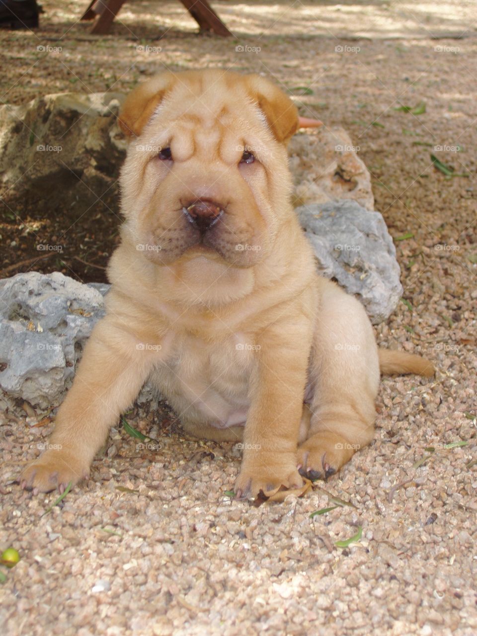 Front view of a dog sitting outdoors