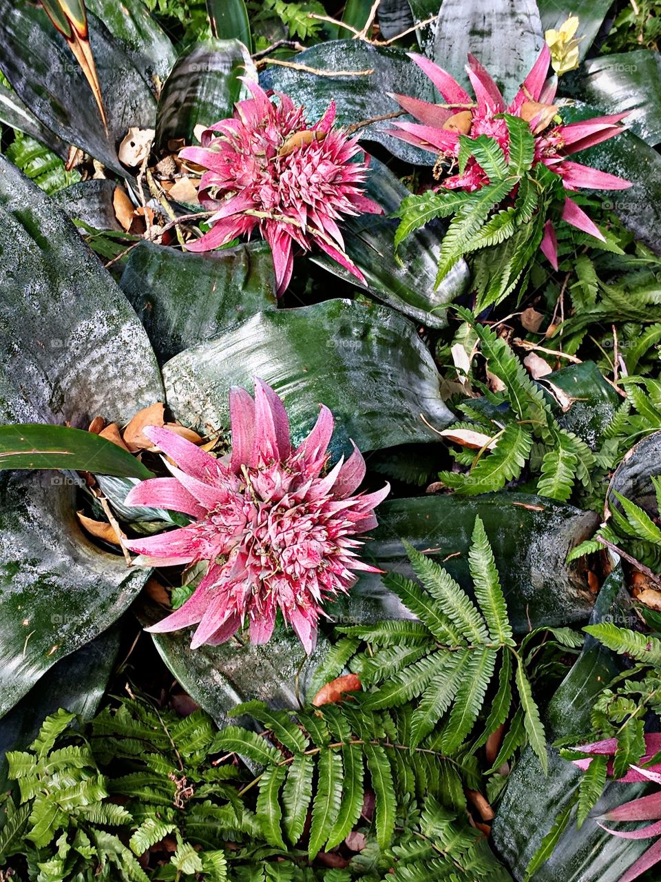 Pink Flora