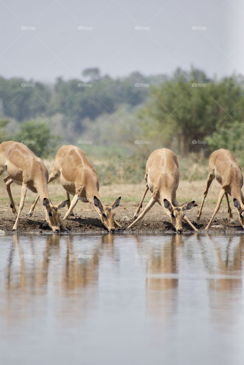 Bush goat/impala drinking water in a row at the drinking well 
