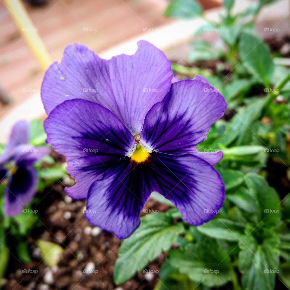 Purple Butterfly Flower