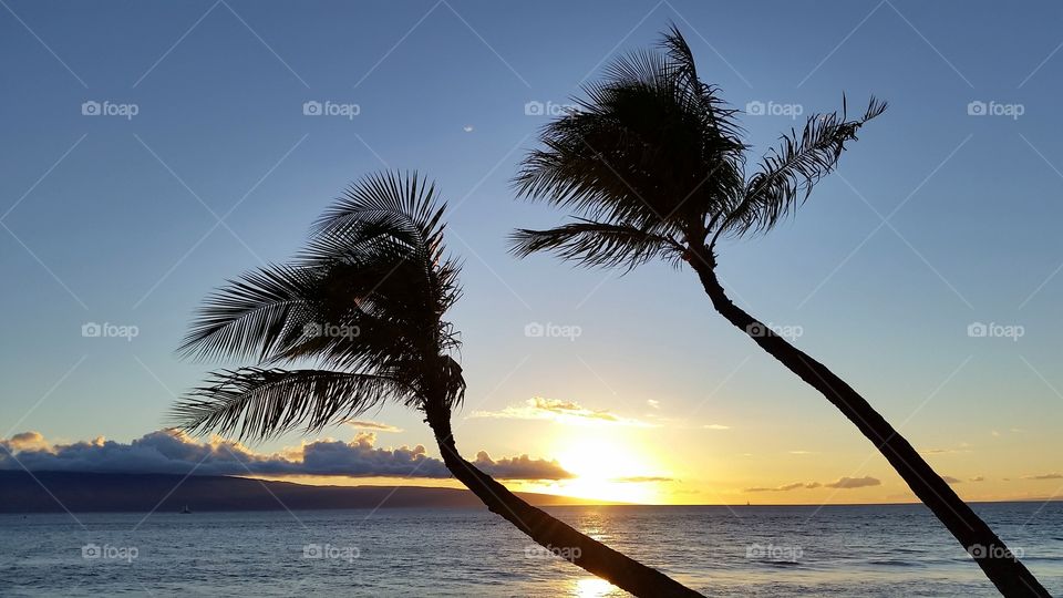 Two palm sunset in Hawaii