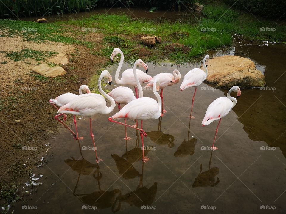 A flock of Flamingos standing in a swamp.