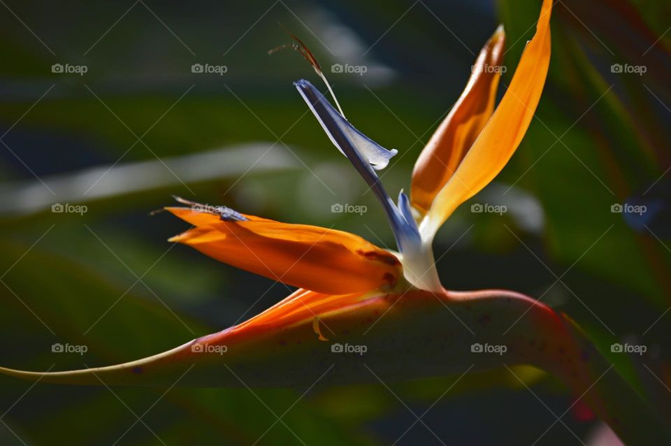 tropical multicolor plant