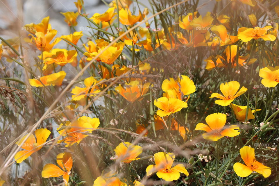 Indian poppy flowers in bloom