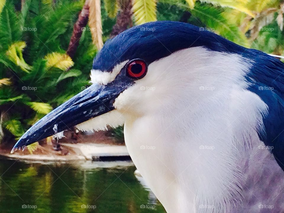 Close-up of a magpie