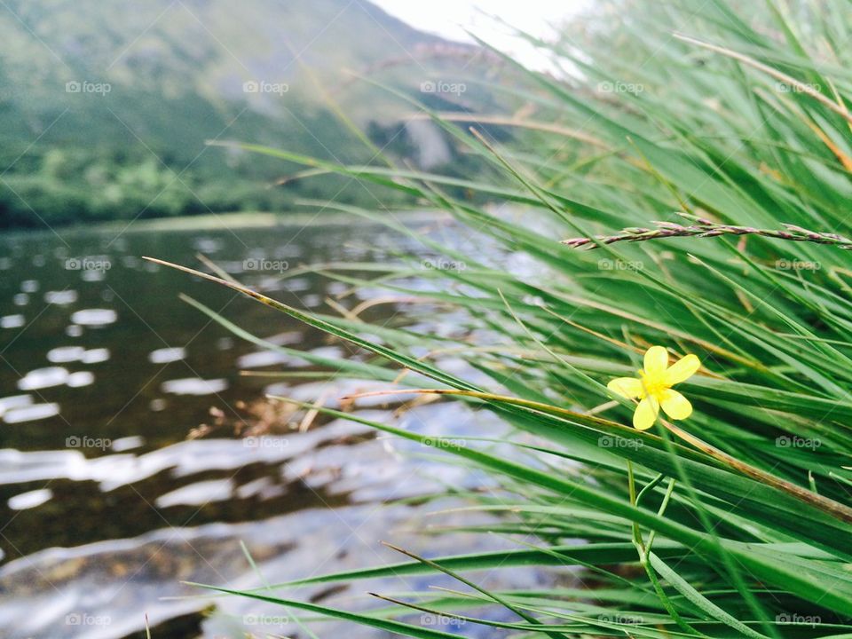 Selective view of yellow flower in grass