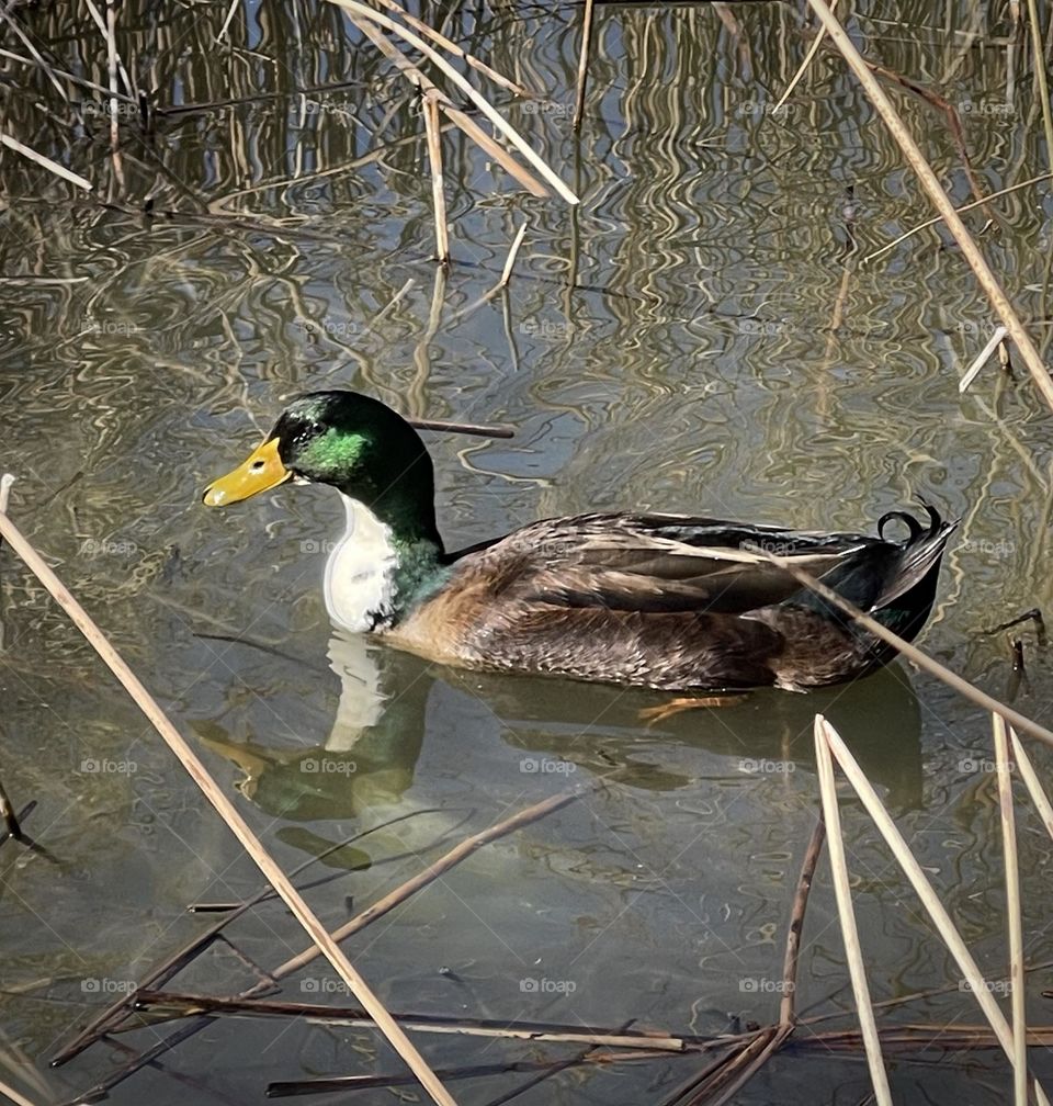 Duck in the Lake 