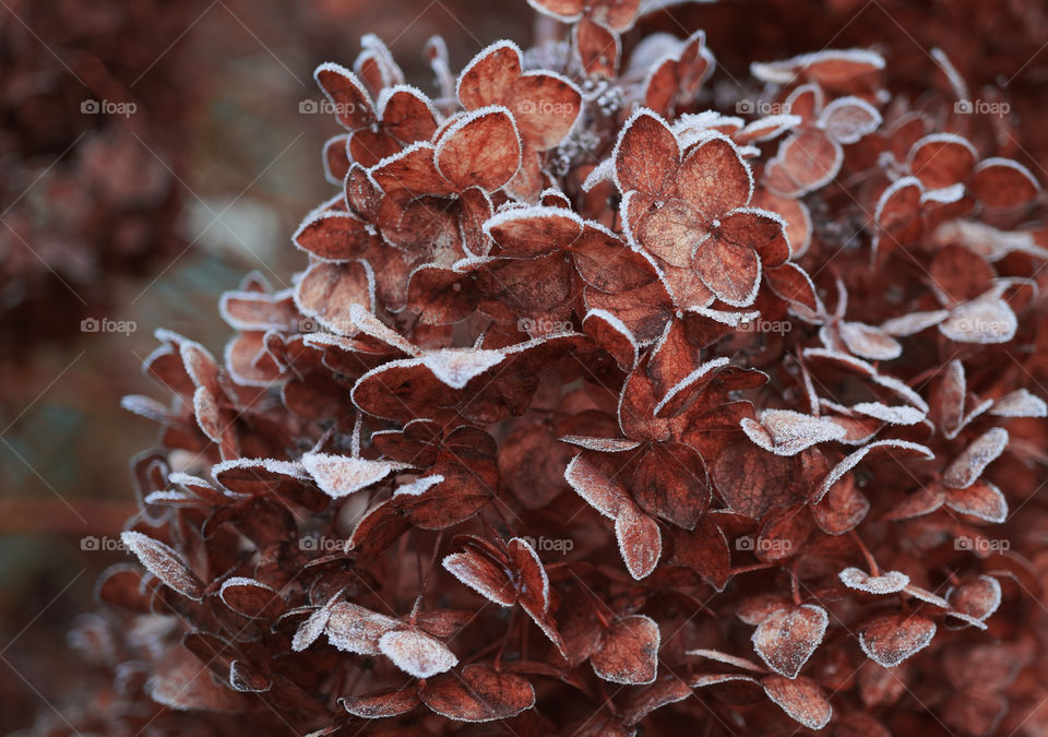 frozen flowers