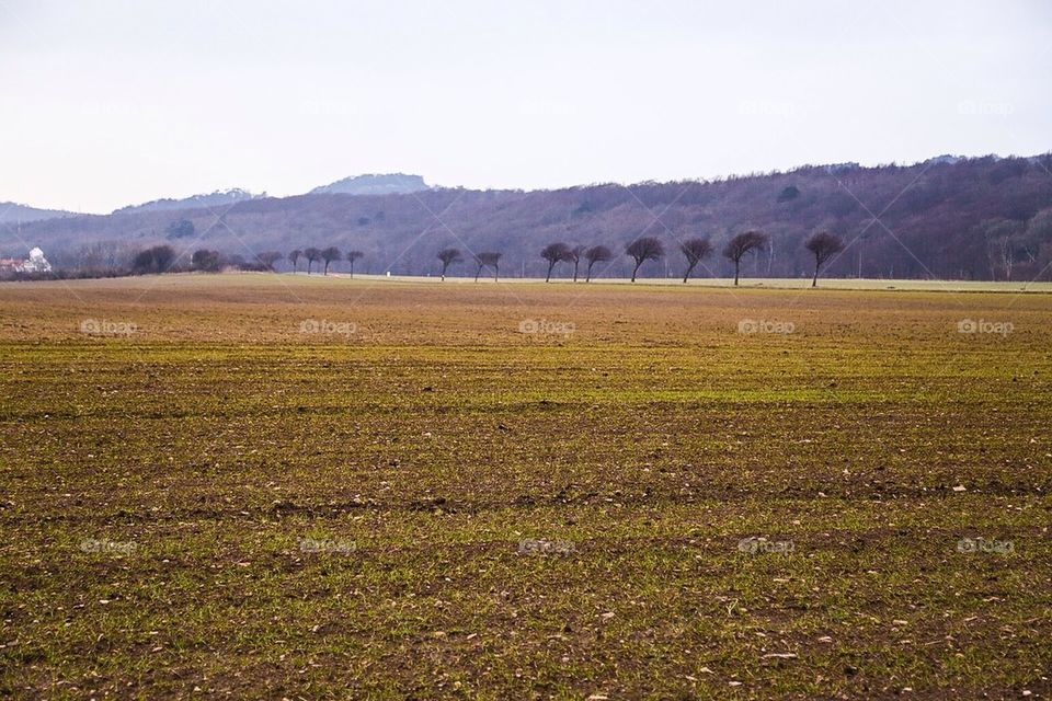 Springtime in the fields