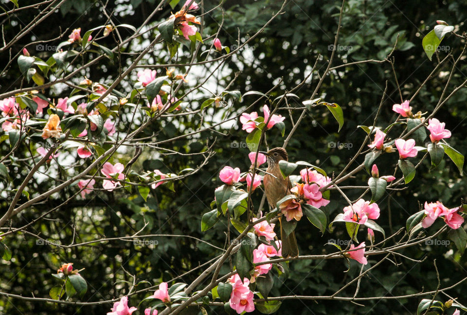bird in Magnolias
