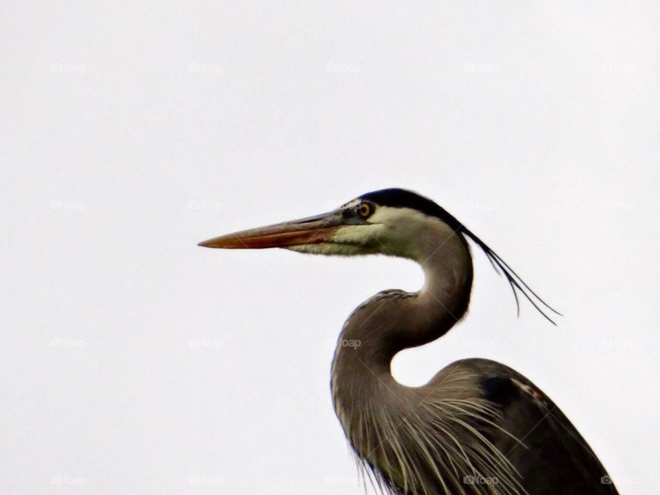 Great Blue Heron that alighted on a tree in my yard