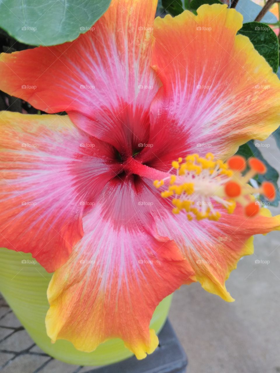 Bright Colorful Hibiscus