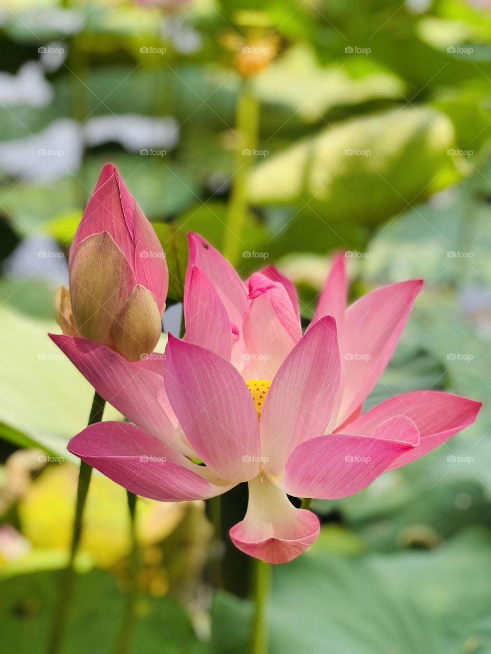 Nelumbo nucifera or in Indonesia is better known as the lotus flower. This flower generally grows in containers with water and is often found in the Bogor botanical gardens