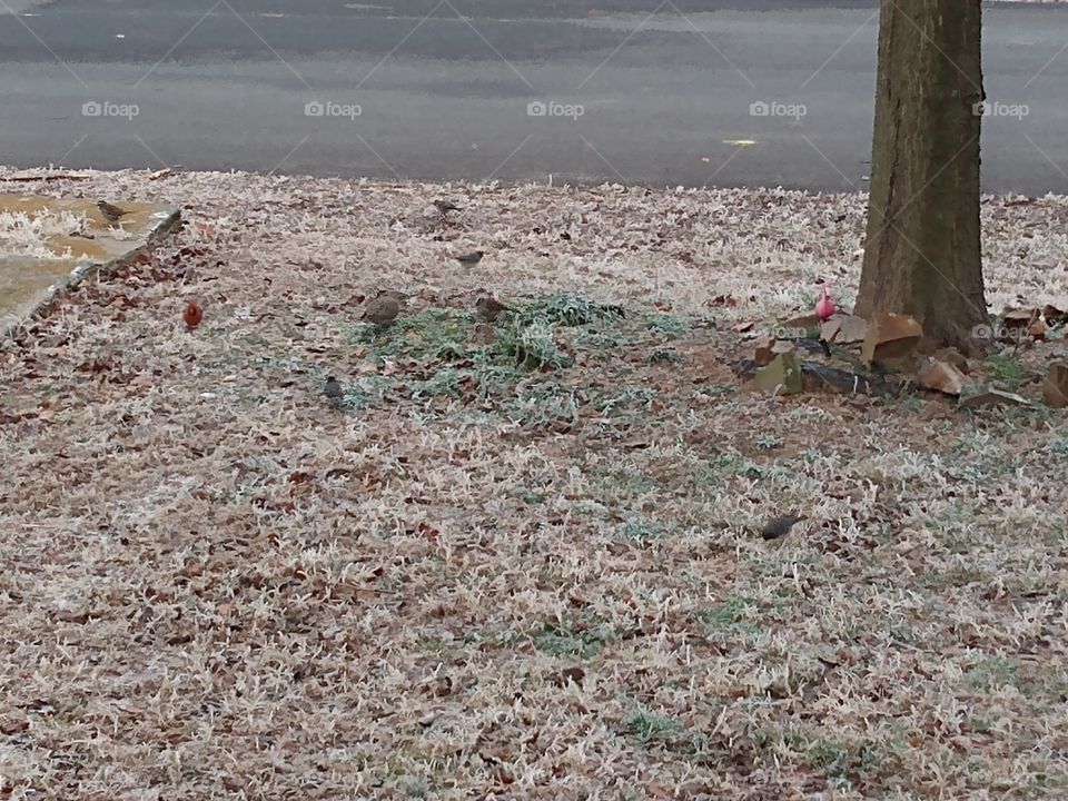 the birds are enjoying their bird seed that has fallen to the ground on this cold day.