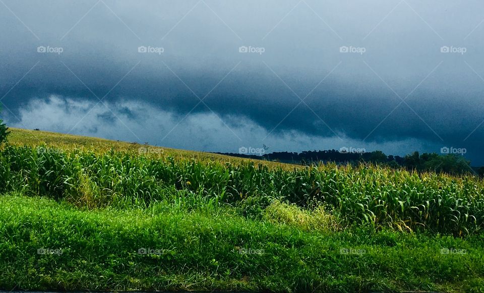 Corn field and storm clouds