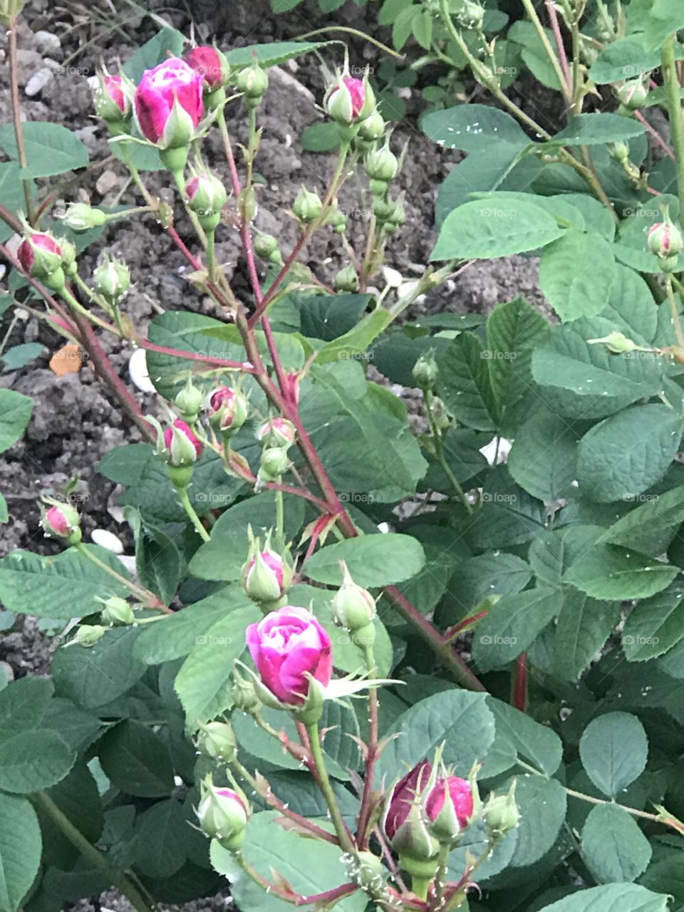 Санаторий Чемитоквадже Сочи 