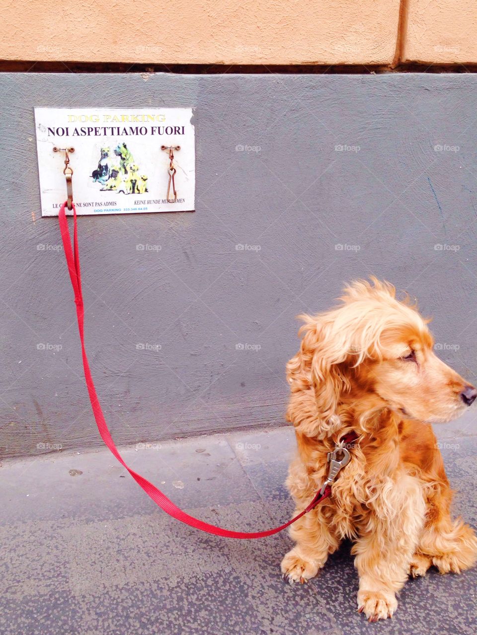 Dog Parking. Outside a butcher shop in Rome. The sign says "Dog Parking"
