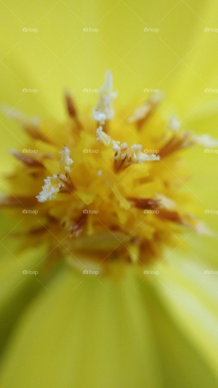 Macro shoot yellow flowers