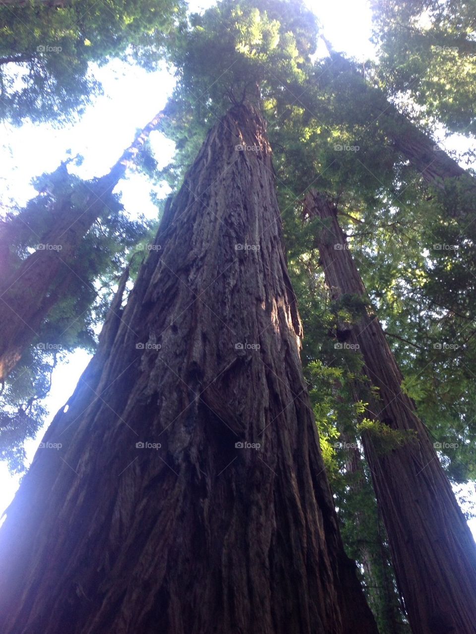 Old Grove Giant Redwoods