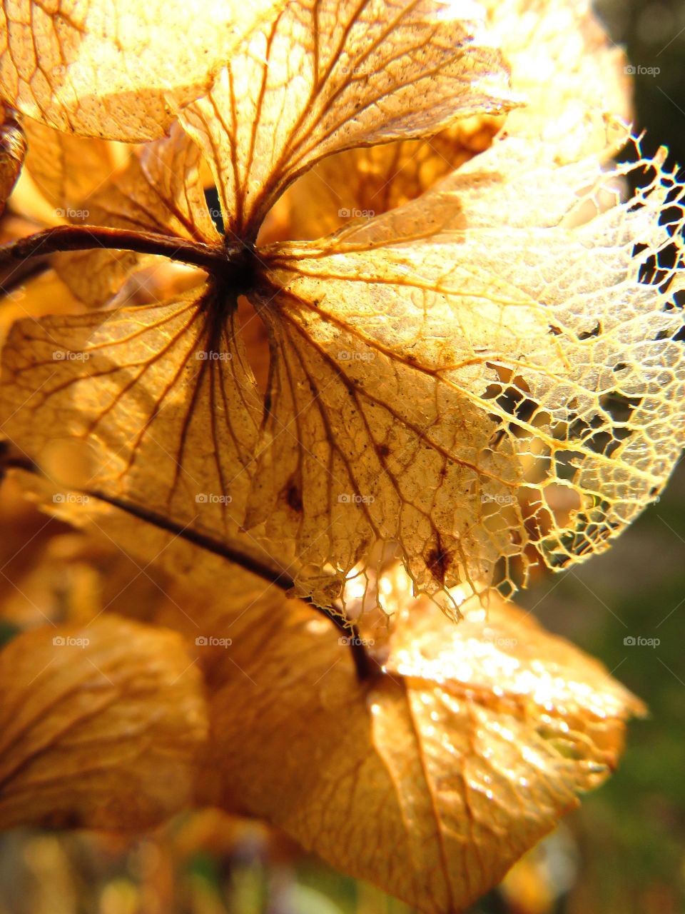 Macro shots