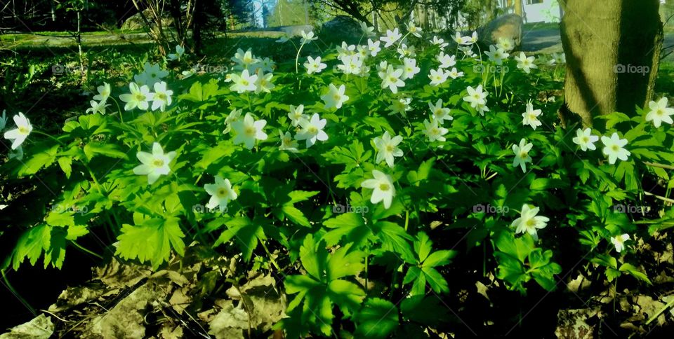 Wood anemone, early sign of sprin