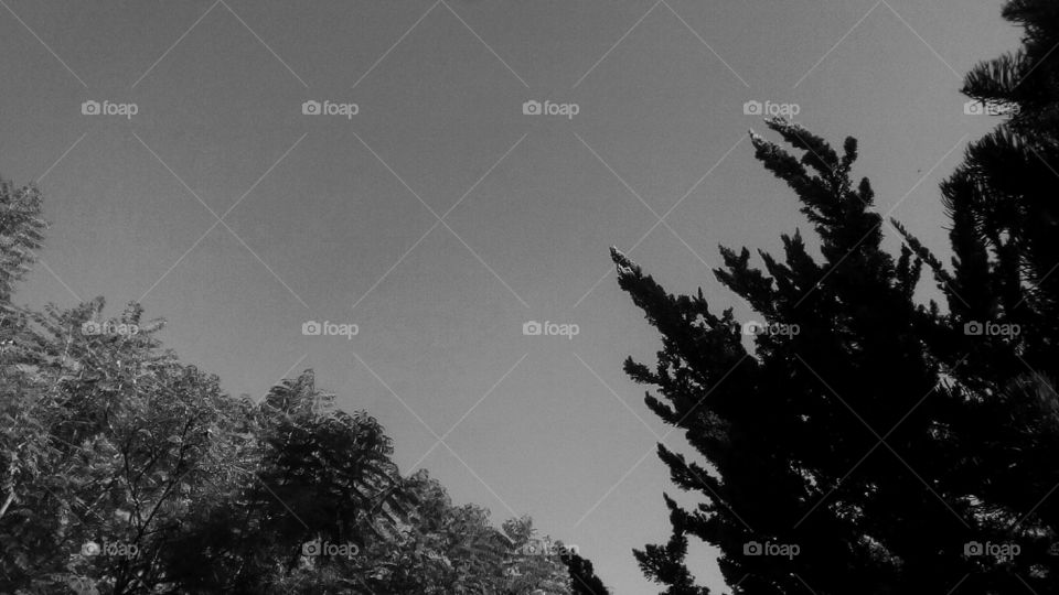 Vibrant trees up to sky in monochrome