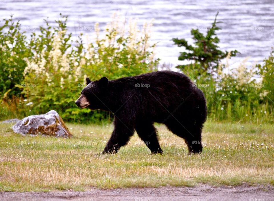 alaska group1 bears by refocusphoto