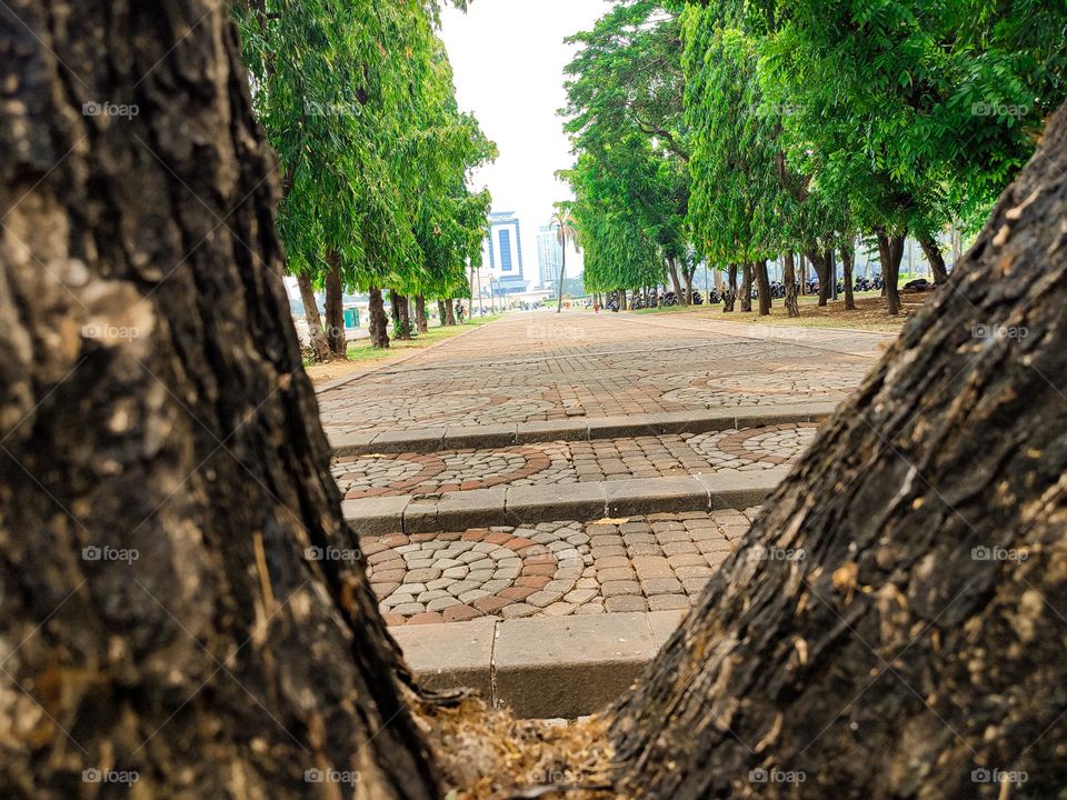 behind a two-branched tree