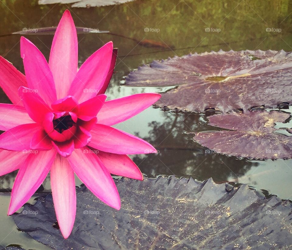 Pink lotus